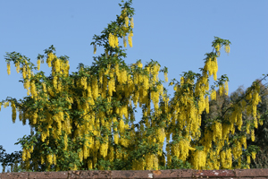 Flying Marrows Laburnum